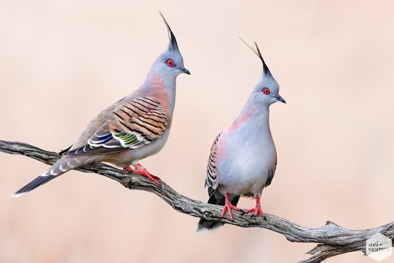 Crested Pigeon Archives - Aviscapes