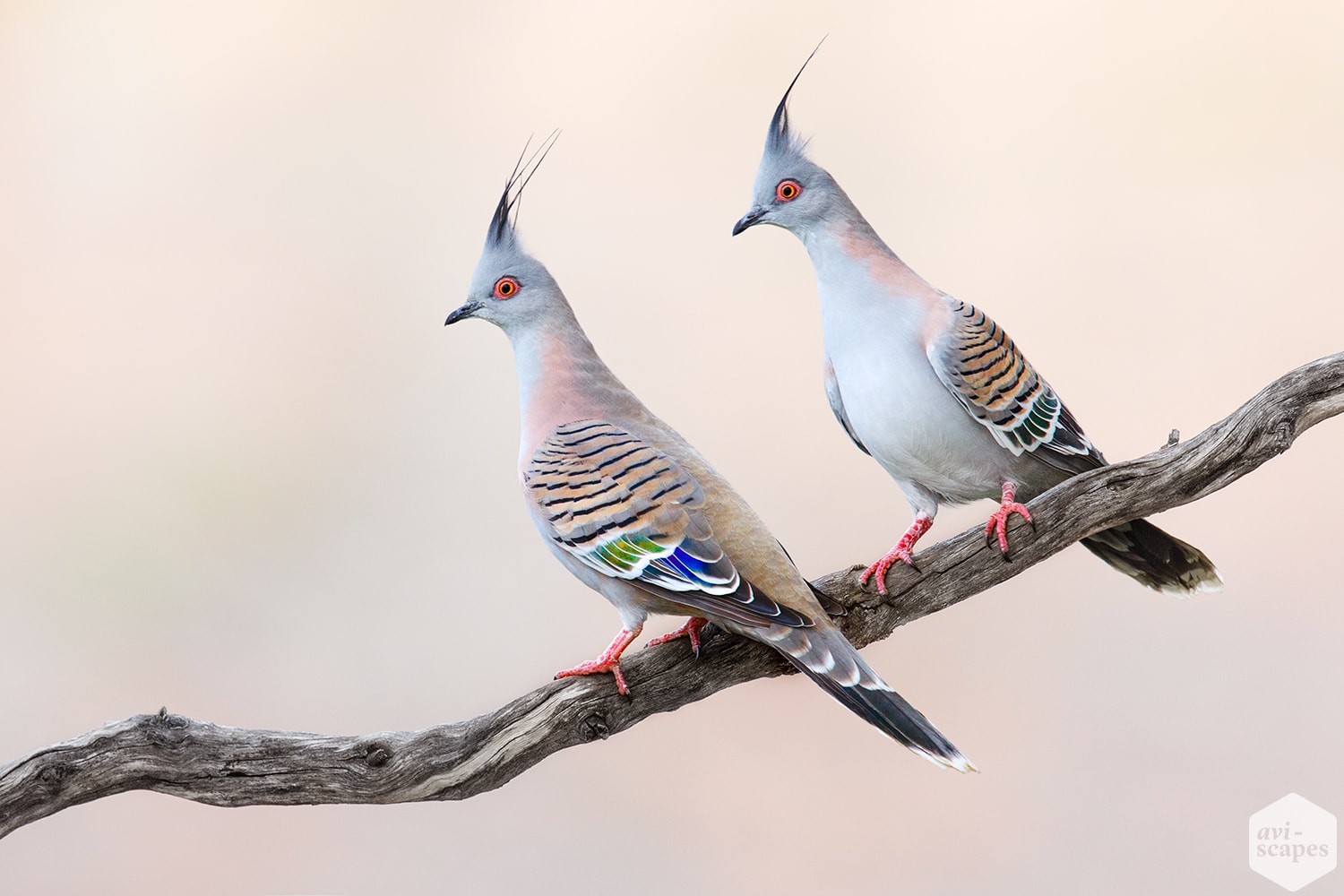 Crested Pigeon - The Australian Museum