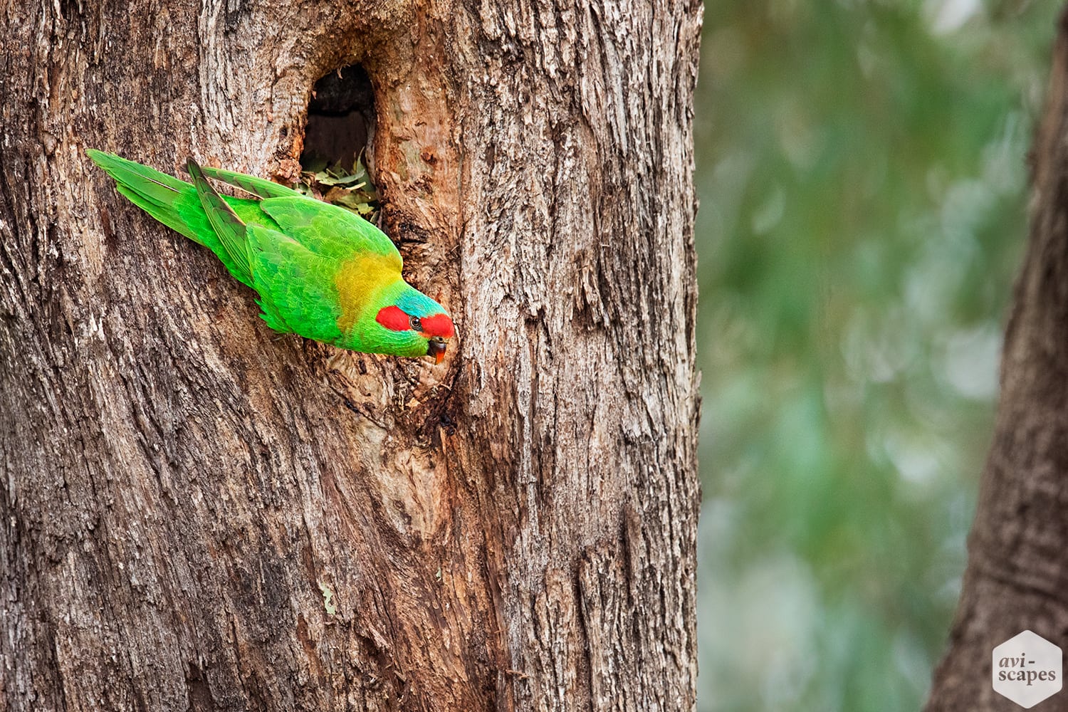 Musk Lorikeet Archives - Aviscapes