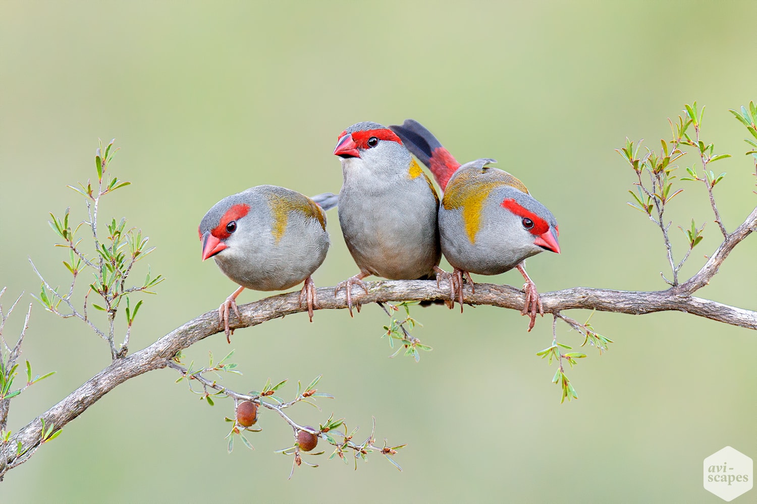 Red-browed Finch Archives - Aviscapes