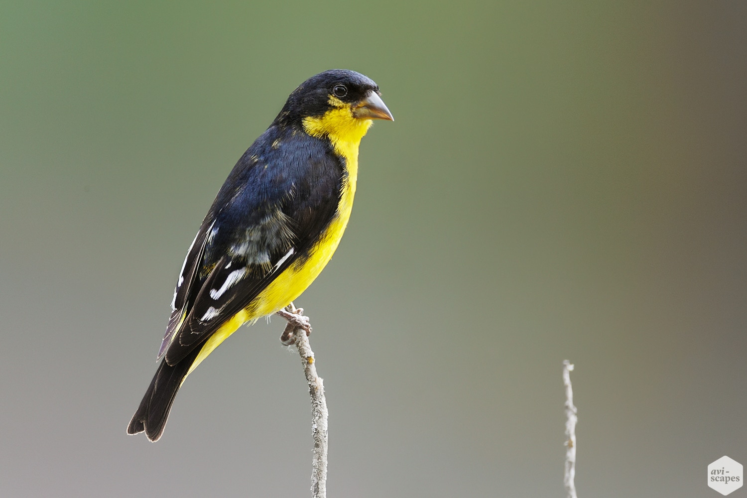 Lesser Goldfinches Archives - Aviscapes