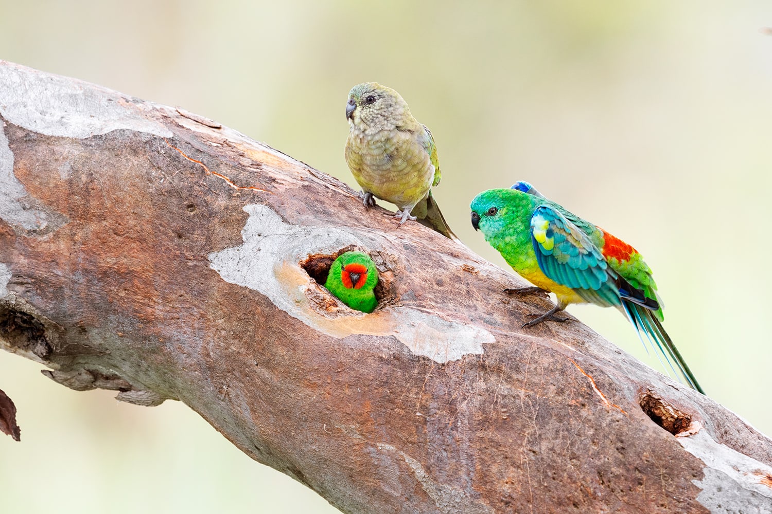 Red-rumped Parrots Archives Aviscapes