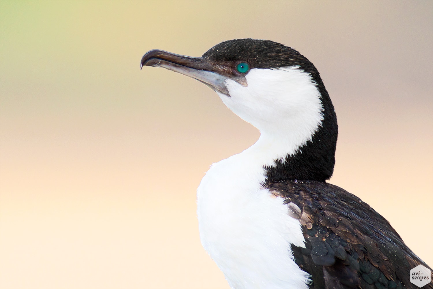 Cormorants & Shags Archives - Aviscapes